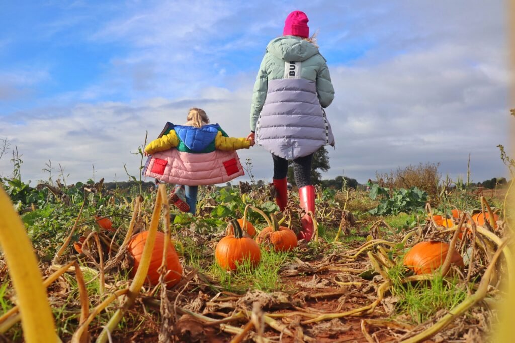 Pumpkin picking Farringtons Somerset