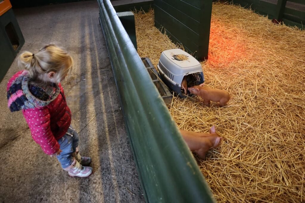 Noah's Ark Zoo Farm piglets