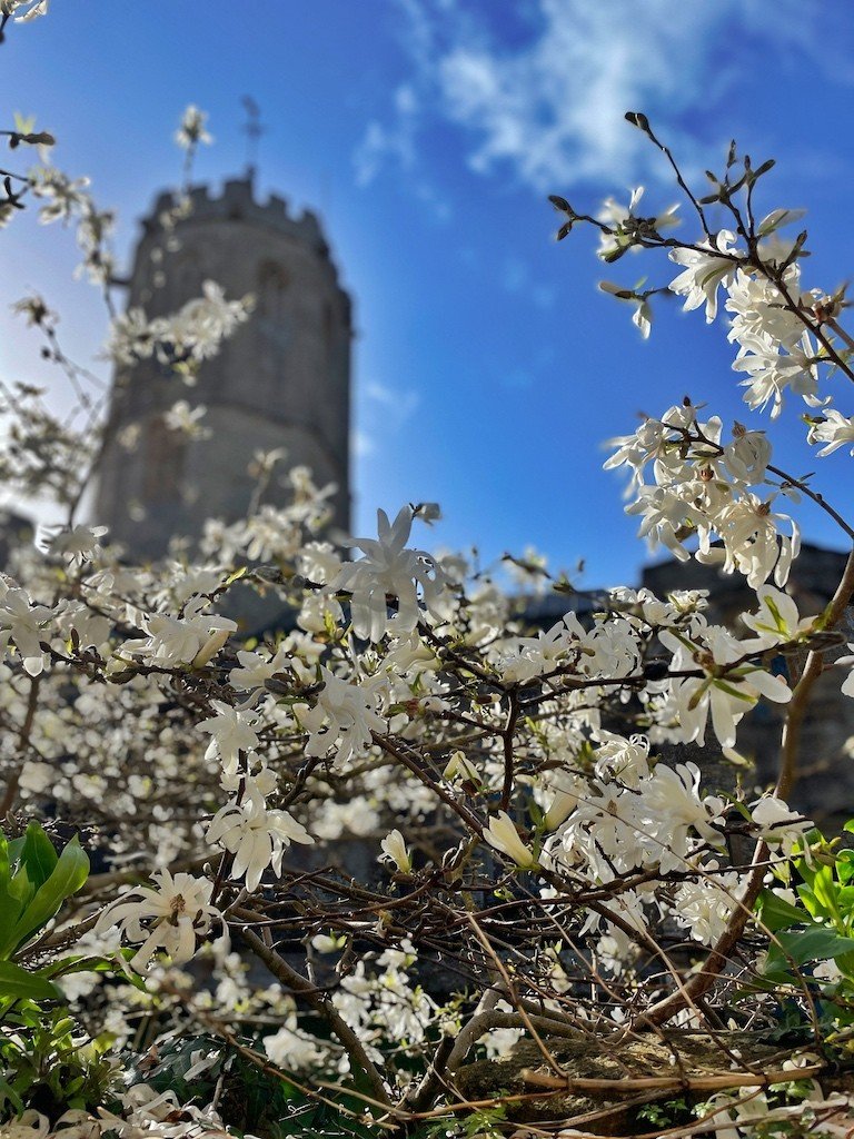 South petherton church spring blossom