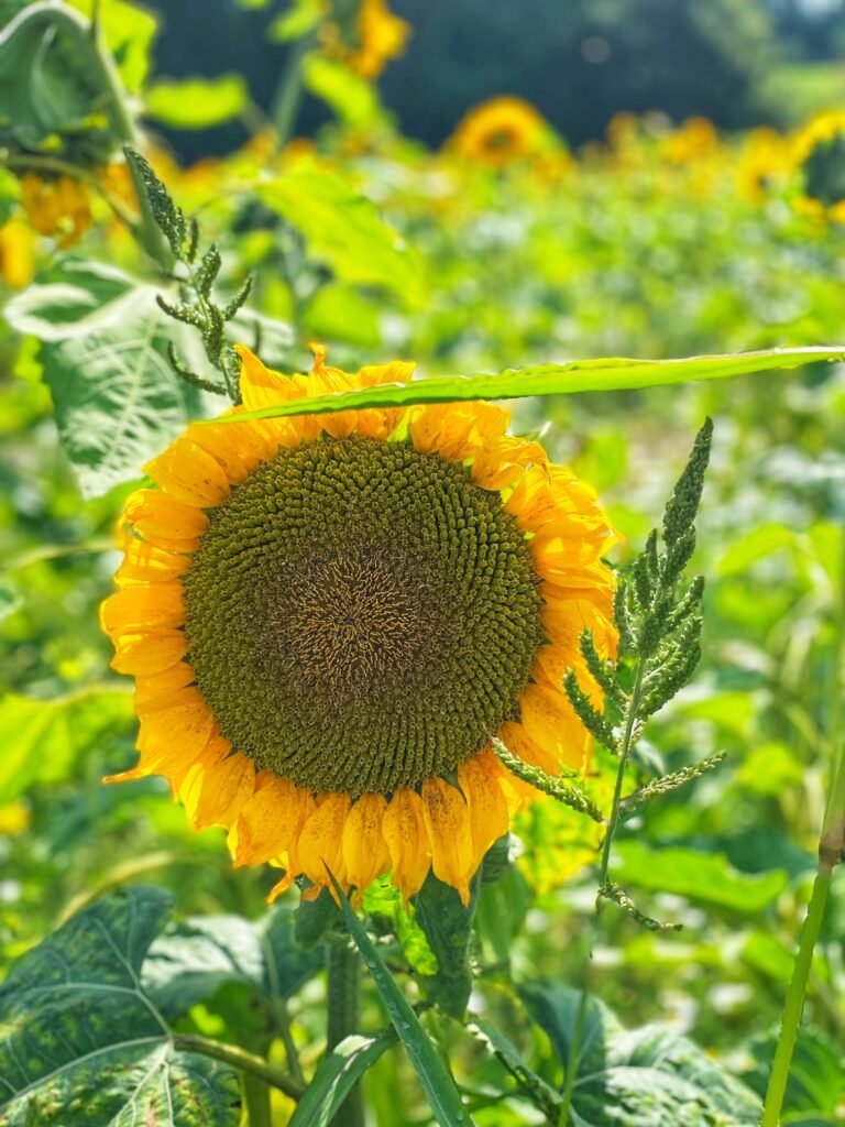 Pick your own flowers - sunflower farm