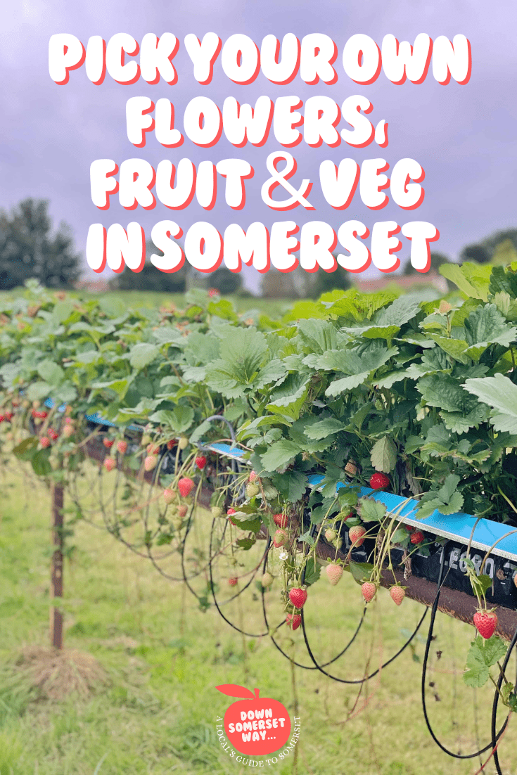 Pick your own flowers, fruit and veg in Somerset