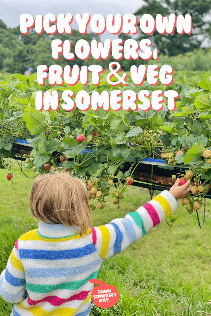 Pick your own flowers, fruit and veg in Somerset