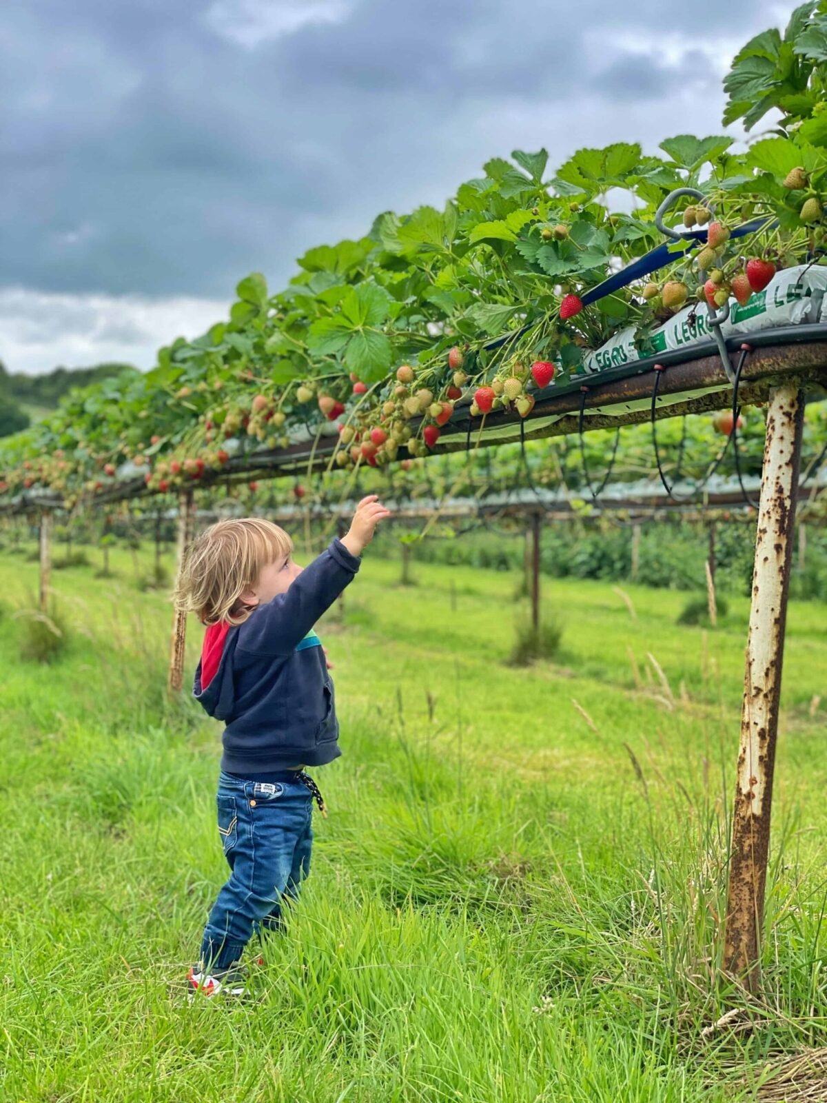 Pick your own strawberries at Thurloxton Fruit Farm Somerset