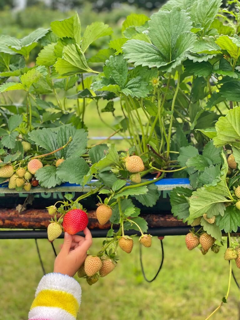 Pick your own strawberries in Somerset