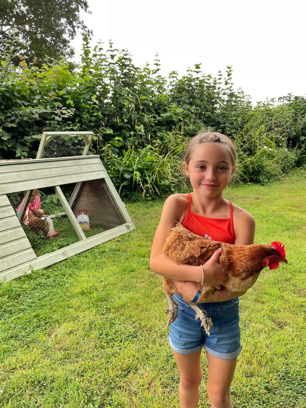 Chicken entertainment - holiday in a yurt at Yeabridge Farm Hideaway Somerset