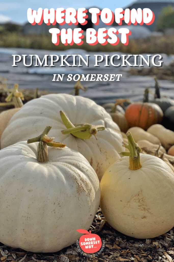 Where to find the best pumpkin picking in Somerset