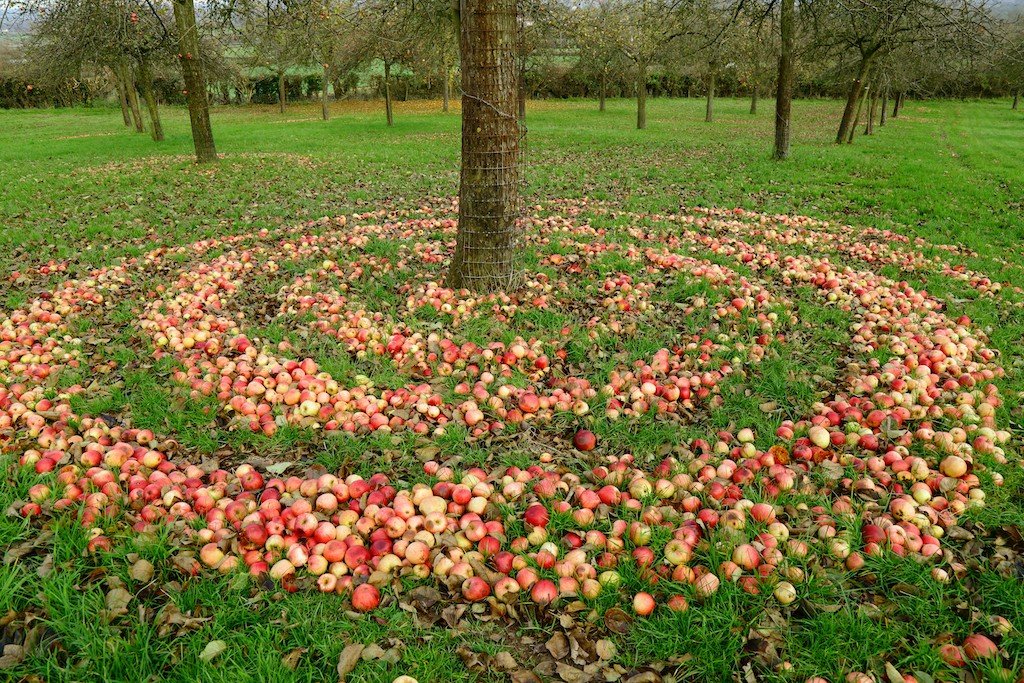 Apples around a tree