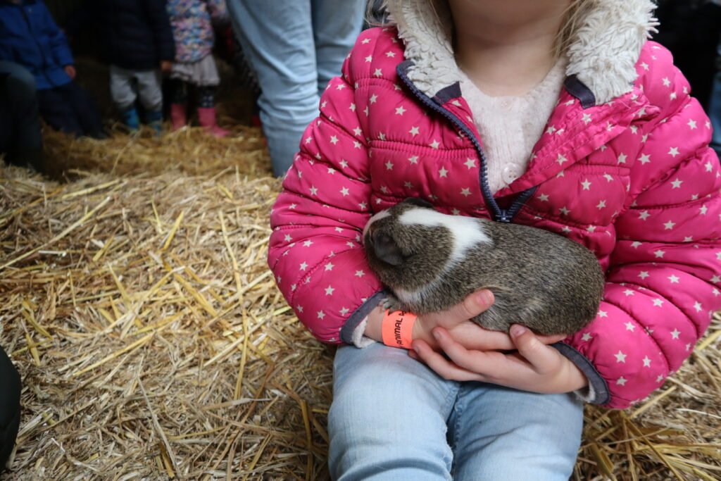 holding a guinea pig chew valley animal farm near bristol and bath