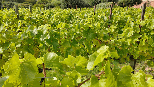 Vineyard in UK