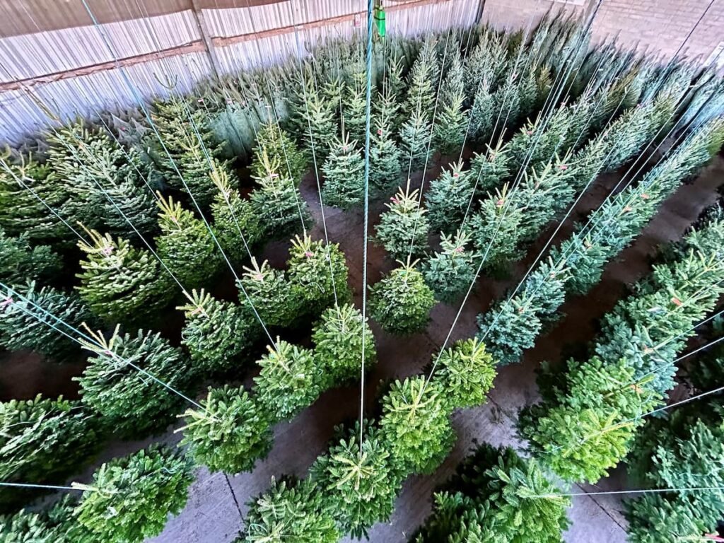 Swinging forest of Christmas trees at Farrington's Farm