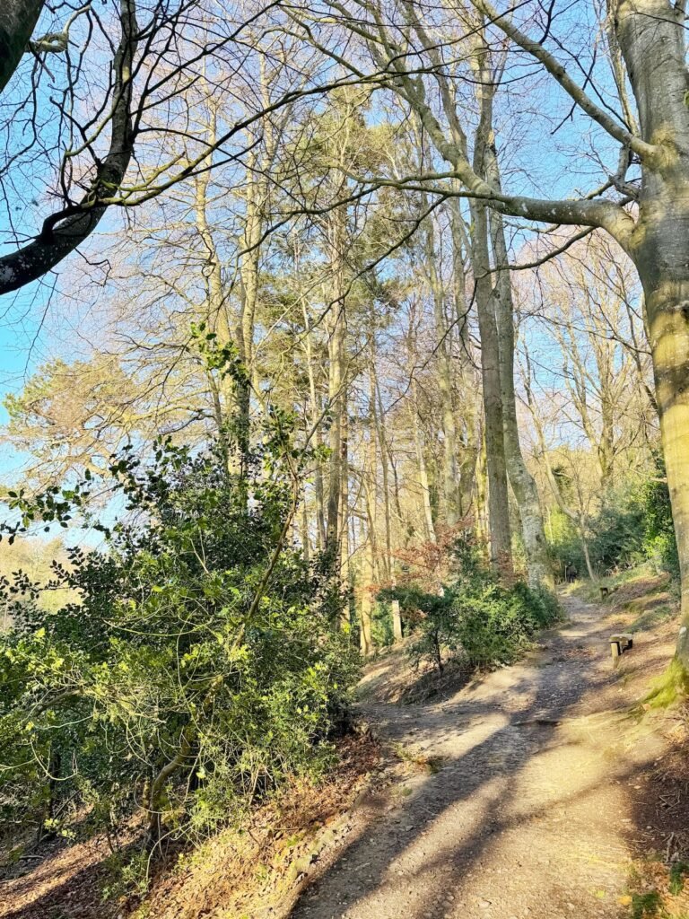 Wayford Woods circular family walk, Somerset