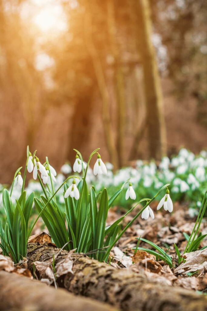 Snowdrops