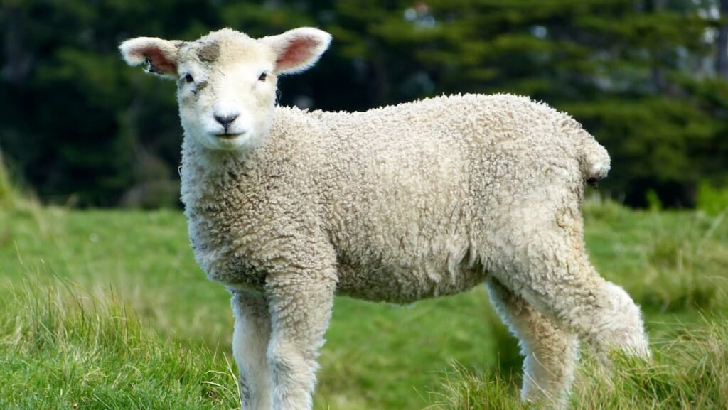 Lamb in field