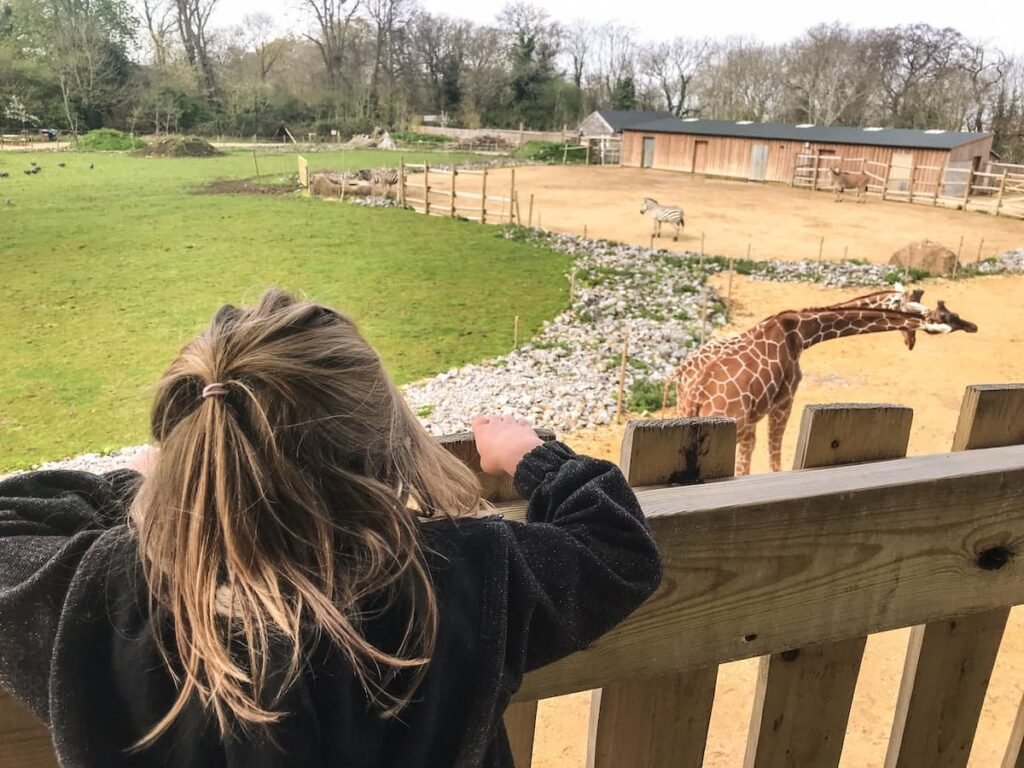 Bristol Zoo Project giraffes