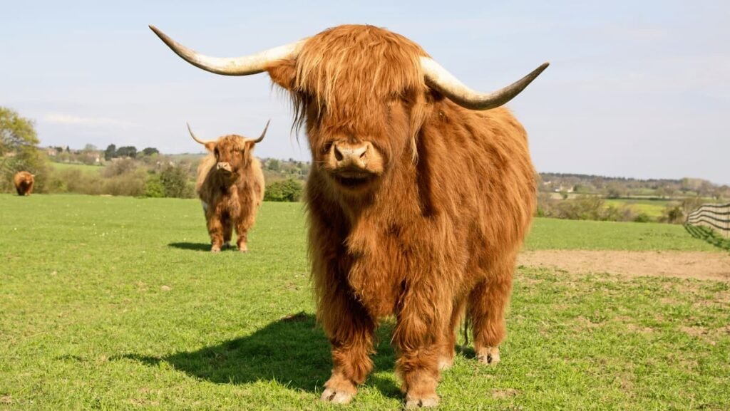 Highland cow