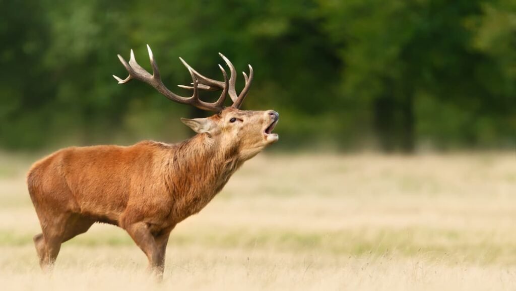 Red stag safari