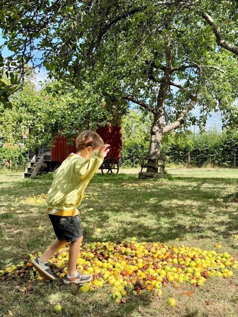 Apple orchard Somerset Rural Life Museum, Glastonbury