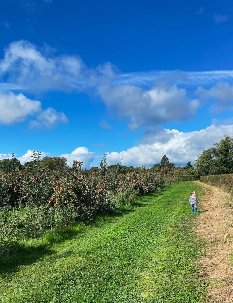 Sheppy's Cider farm and orchard Somerset