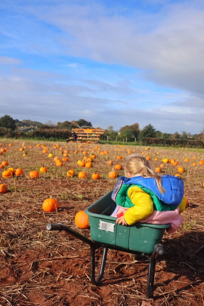 Farrington's Farm pumpkin picking north somerset