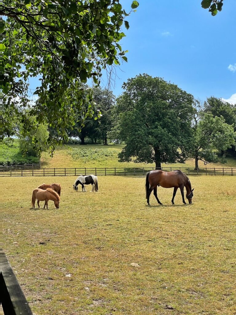 Ferne Animal Sanctuary, Chard, Somerset