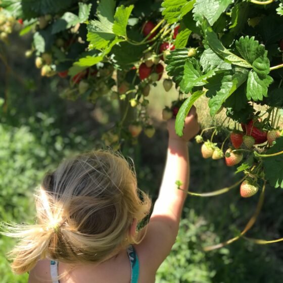 Pick your own flowers, fruit and veg in Somerset