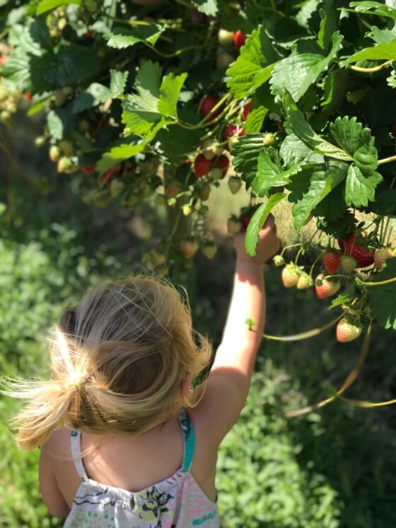 Pick your own flowers, fruit and veg in Somerset