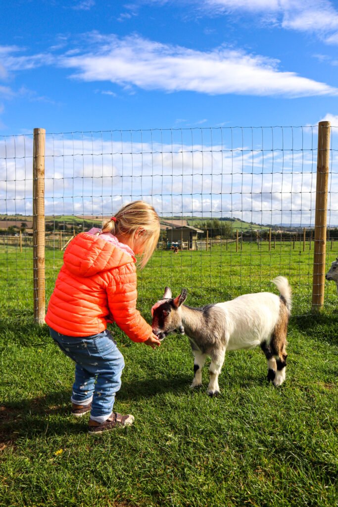 Feeding goats at Chew Valley Animal Farm, Somerset