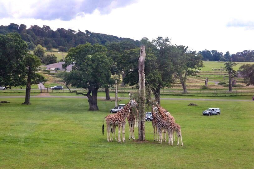 Longleat Safari Park giraffes