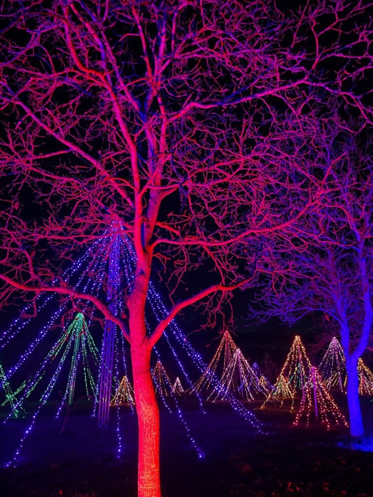 Illuminate at Hestercombe Gardens