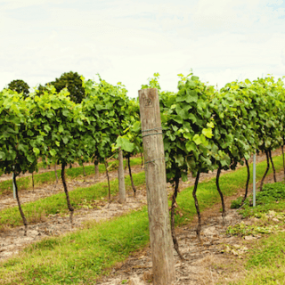 No and low-alcohol Somerset drinks