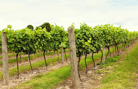 8 Vineyards in Somerset to go wine tasting