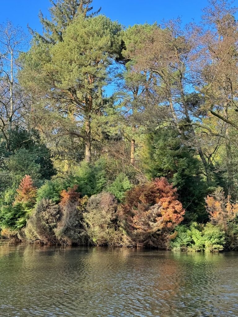 Wayford Woods circular family walk, Somerset