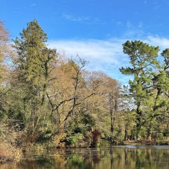 Wayford Woods easy circular walk, 1.1 miles