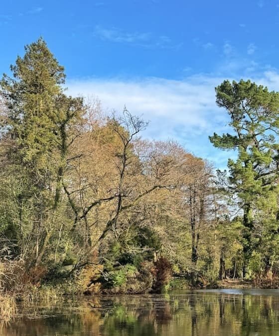 Wayford Woods easy circular walk, 1.1 miles