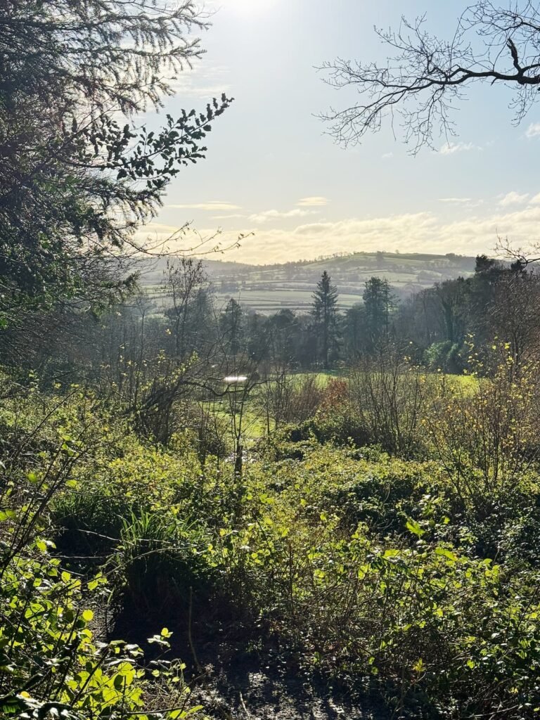 Wayford Woods circular family walk, Somerset