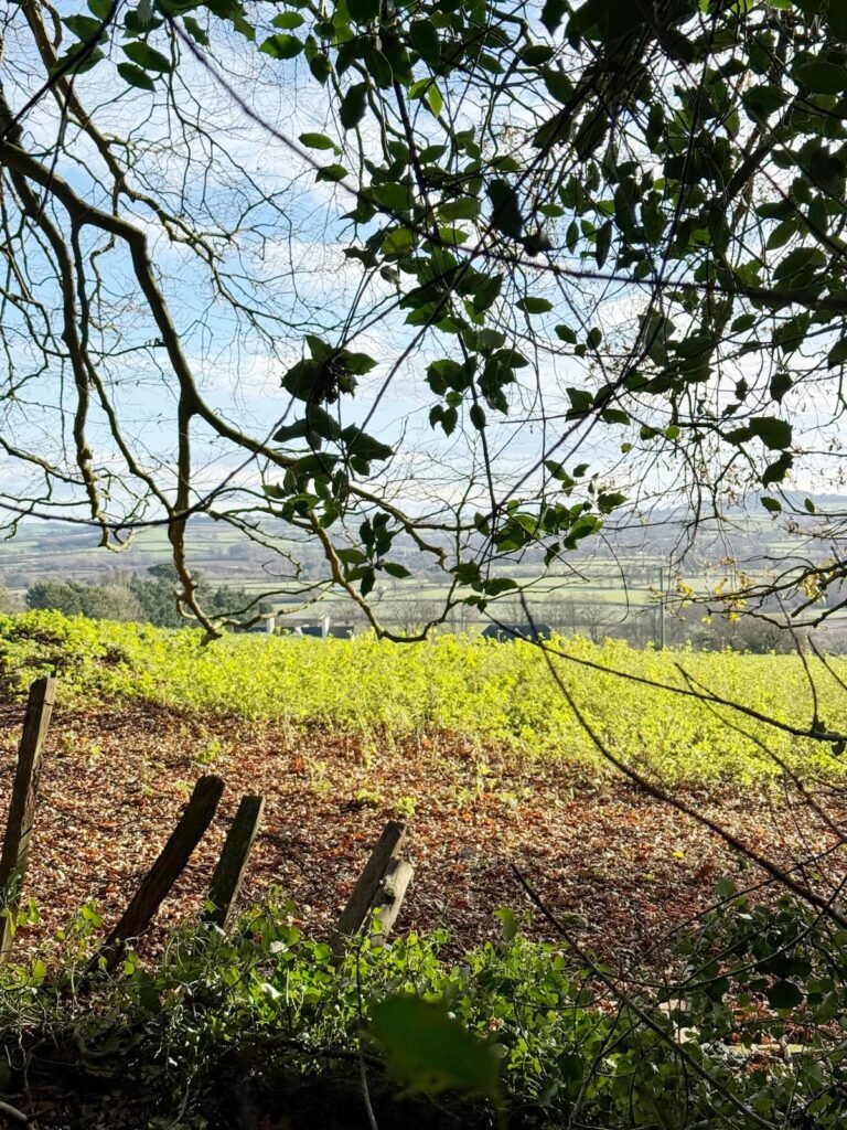 Wayford Woods circular family walk, Somerset