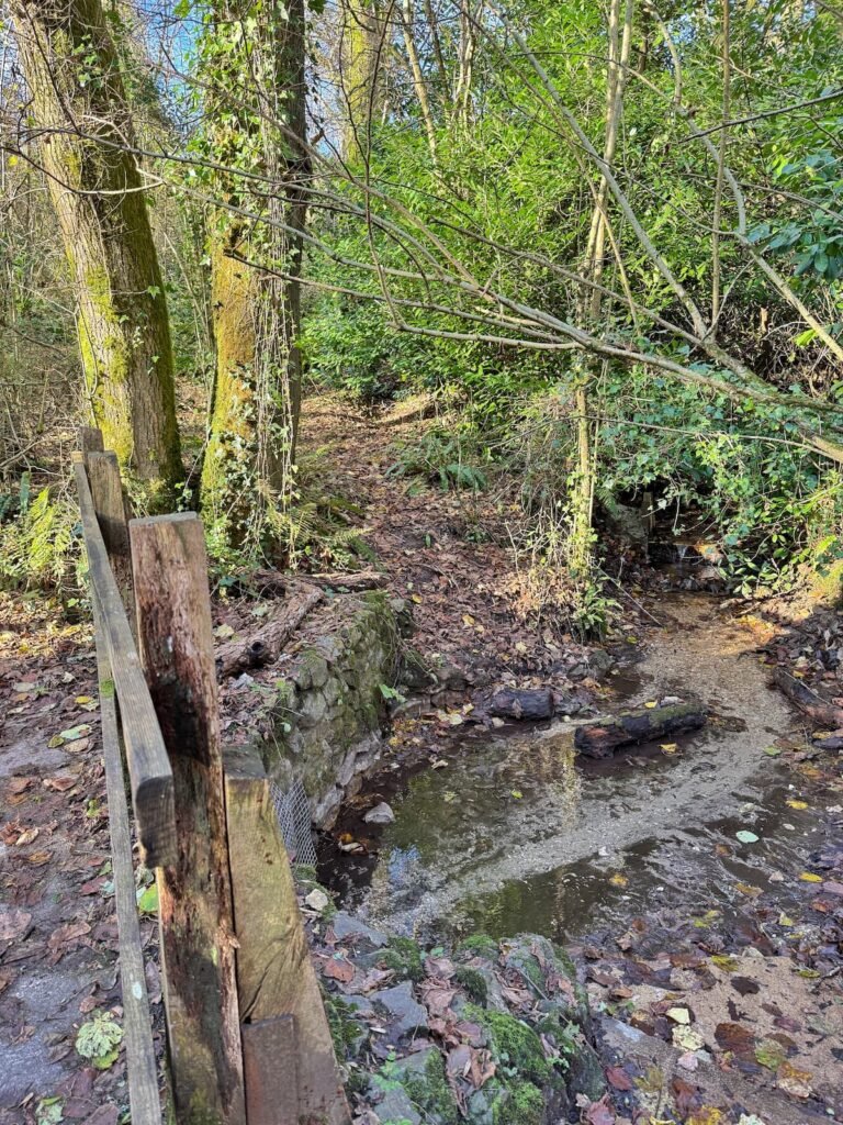 Wayford Woods circular family walk, Somerset