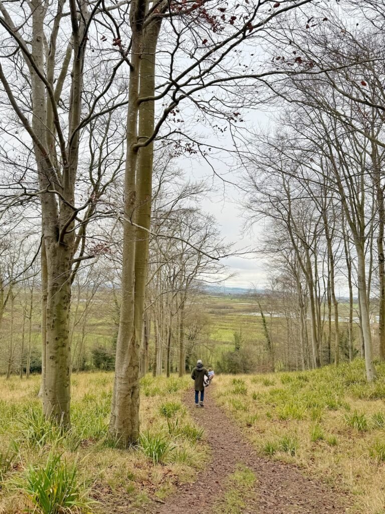 Stoneley Copse, near Curry Rivel, Somerset