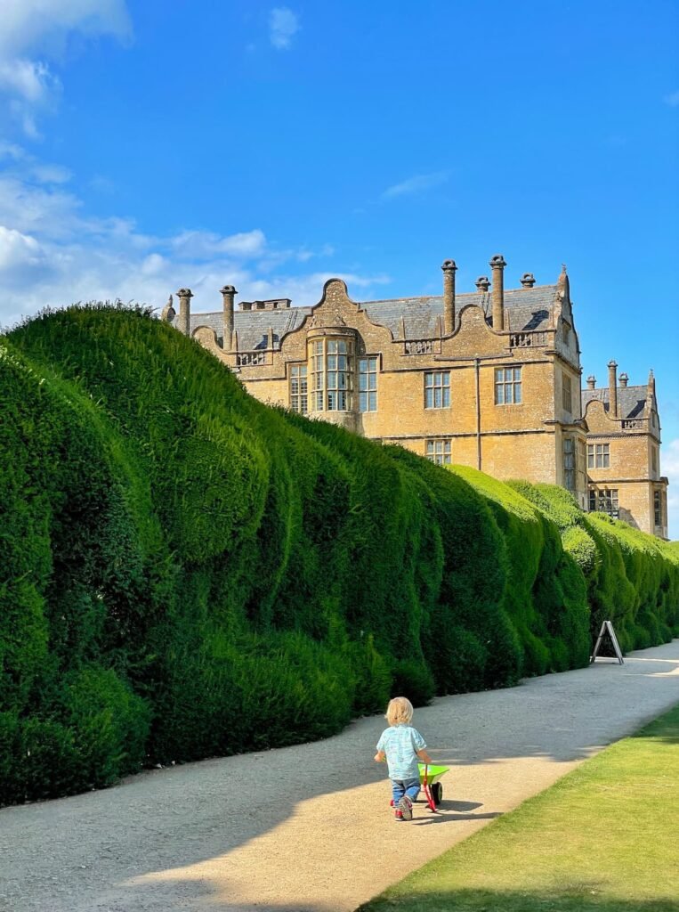 Montacute's Wibbly Wobbly Hedges