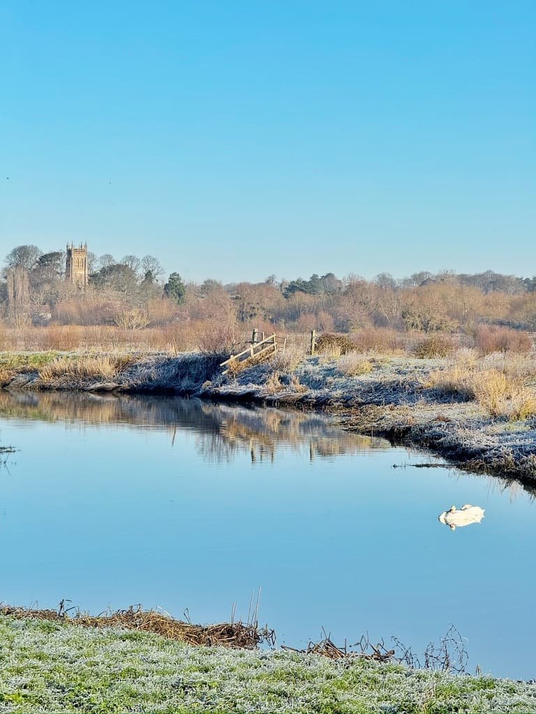 Swans on River Parrett Langport