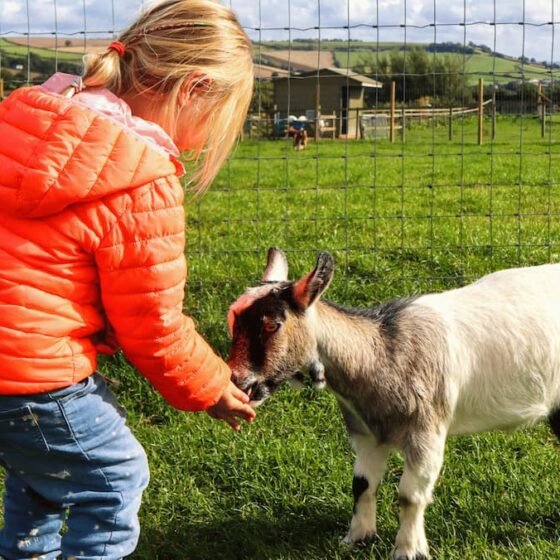 Meet the beasties: animal days out in Somerset