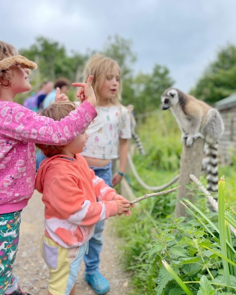 Bristol Zoo Project lemurs