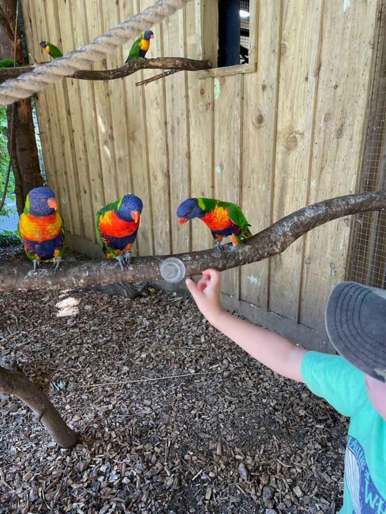 Longleat safari park feeding the lorikeets