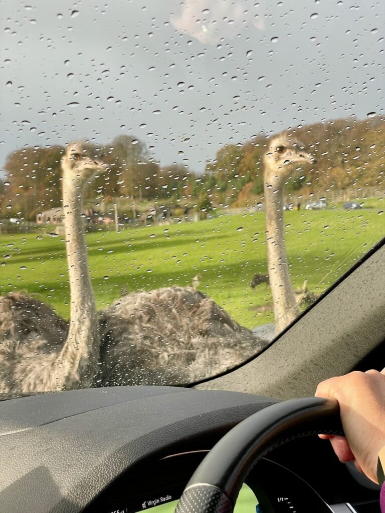 Longleat safari park ostriches