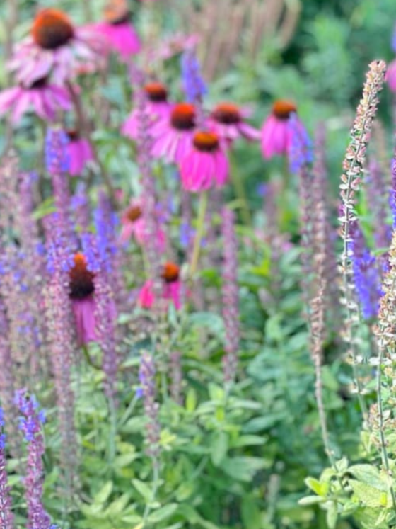 Things to do for Mother’s Day in Somerset 2025