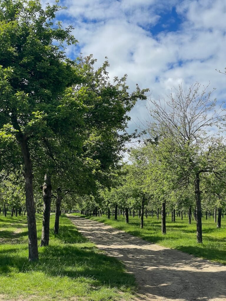 Burrow Hill orchard, Somerset