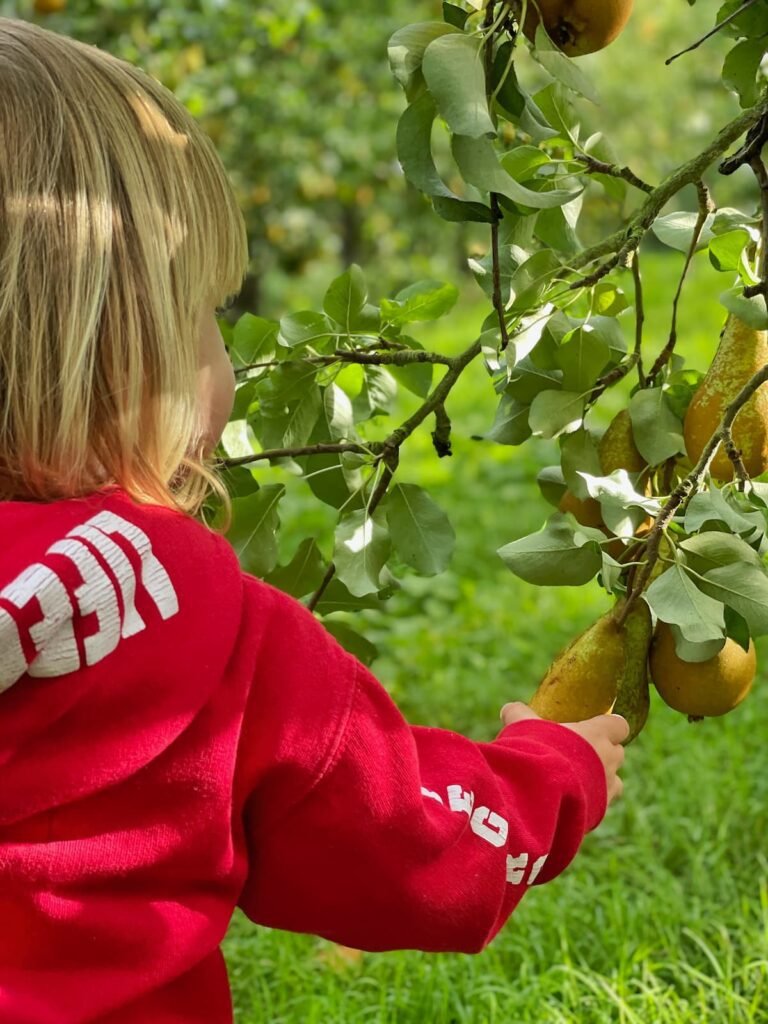 North Perrot Fruit Farm Somerset