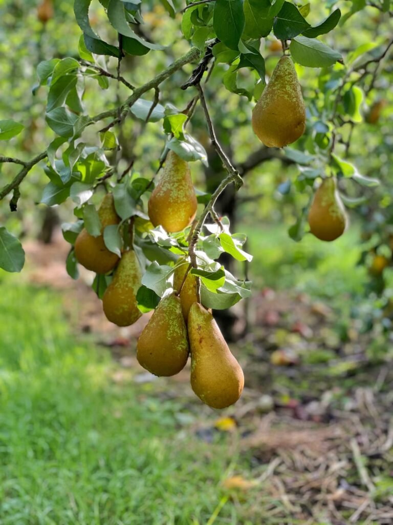 North Perrot Fruit Farm Somerset