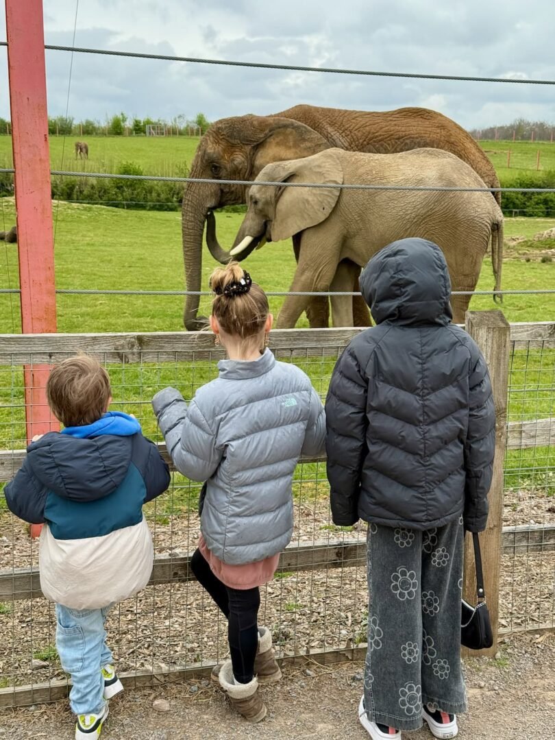 Noah's ark zoo farm attraction north somerset