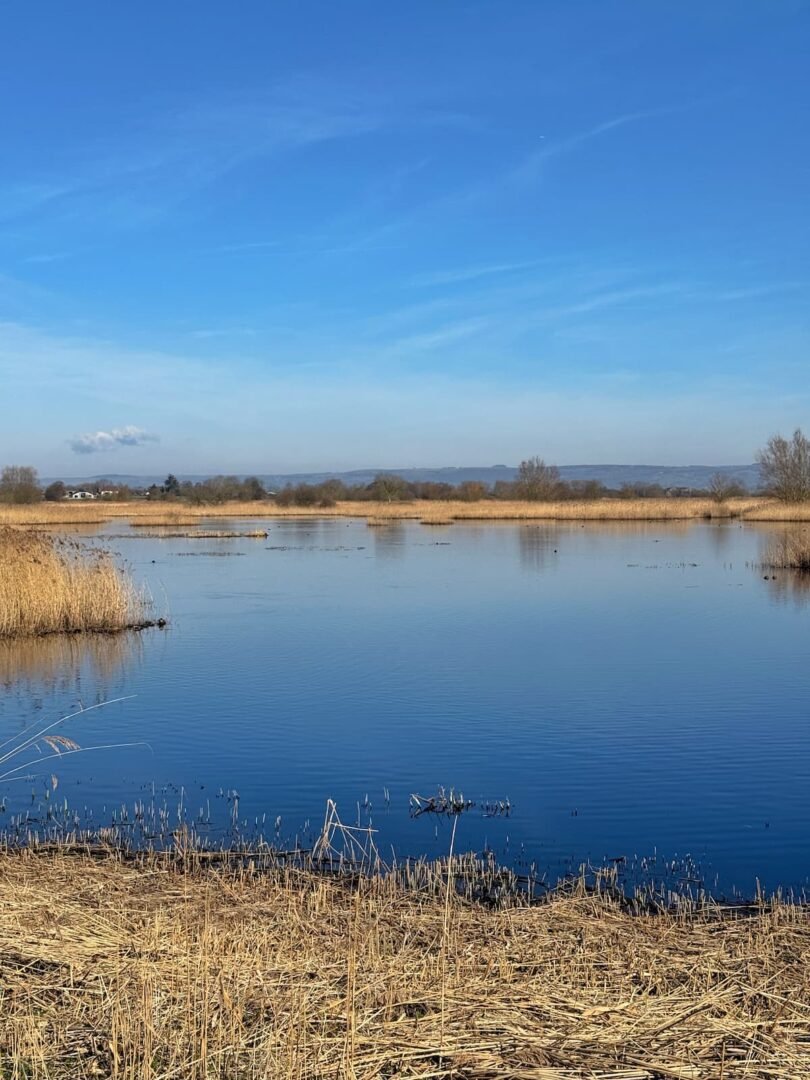 Ham Wall Nature Reserve Somerset Levels wetland